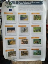 Listing image for 2004 - POSTER 70x100CM - GRAN SASSO LAGA NATIONAL PARK - AMPHIBIANS AND REPTILES